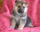 German Shepherd Puppies for sale in SC-707, Myrtle Beach, SC, USA. price: NA