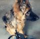 German Shepherd Puppies for sale in Edison, NJ, USA. price: $900