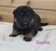 German Shepherd Puppies for sale in Rock Valley, IA 51247, USA. price: NA