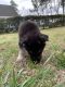 German Shepherd Puppies for sale in Rocky Mount, NC, USA. price: NA