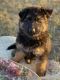 German Shepherd Puppies for sale in 2031 2200 Ave, Chapman, KS 67431, USA. price: $1,000