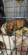German Shepherd Puppies for sale in Twin Falls, ID, USA. price: $300