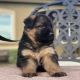 German Shepherd Puppies for sale in Menifee, CA 92587, USA. price: $400