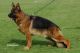 German Shepherd Puppies for sale in Roanoke, VA, USA. price: NA