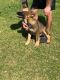 German Shepherd Puppies for sale in Pembroke, NC 28372, USA. price: NA