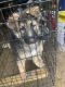 German Shepherd Puppies for sale in Montgomery, IL, USA. price: NA