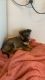 German Shepherd Puppies for sale in Wilmington, CA 90744, USA. price: NA