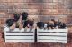 German Shepherd Puppies for sale in Terre Haute, IN, USA. price: NA