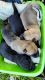 German Shepherd Puppies for sale in Wendell, NC, USA. price: NA