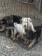 German Shepherd Puppies for sale in Lake Elsinore, CA, USA. price: $150