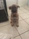German Shepherd Puppies for sale in Lehigh Acres, FL 33971, USA. price: NA