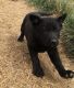 German Shepherd Puppies for sale in Colville, WA 99114, USA. price: NA
