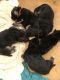 German Shepherd Puppies for sale in 4046 Ruddell Rd SE, Lacey, WA 98503, USA. price: NA