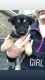 German Shepherd Puppies for sale in Murfreesboro, TN, USA. price: $400