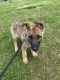 German Shepherd Puppies for sale in Exton, PA 19341, USA. price: NA