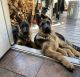 German Shepherd Puppies for sale in Visalia, CA, USA. price: $550