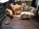 German Shepherd Puppies for sale in Baltimore, MD, USA. price: $750