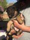 German Shepherd Puppies for sale in Olathe, KS, USA. price: NA