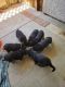 German Shepherd Puppies for sale in Apple Valley, CA, USA. price: NA