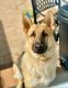 German Shepherd Puppies for sale in Hicksville, NY, USA. price: NA