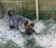 German Shepherd Puppies for sale in Nacogdoches, TX, USA. price: NA
