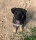 German Shepherd Puppies for sale in Nacogdoches, TX, USA. price: NA