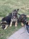 German Shepherd Puppies for sale in 3417 N Northwest Dr, Hobbs, NM 88240, USA. price: NA