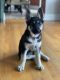 German Shepherd Puppies for sale in Valley Stream, NY, USA. price: NA
