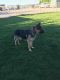 German Shepherd Puppies for sale in Caldwell, ID, USA. price: $150