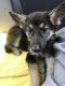 German Shepherd Puppies for sale in Boerne, TX 78006, USA. price: $500