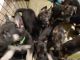 German Shepherd Puppies for sale in St. Petersburg, FL, USA. price: NA