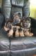 German Shepherd Puppies for sale in Ontario, CA, USA. price: $1,500
