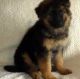 German Shepherd Puppies for sale in 400 California St, San Francisco, CA 94104, USA. price: $1,500