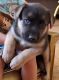 German Shepherd Puppies for sale in Thornton, CO, USA. price: $1,500