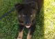 German Shepherd Puppies for sale in Rohnert Park, CA, USA. price: NA