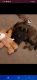 German Shepherd Puppies for sale in Kittanning, PA 16201, USA. price: NA