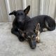 German Shepherd Puppies for sale in Lindsay, CA 93247, USA. price: $120