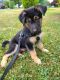 German Shepherd Puppies for sale in New Brunswick, NJ, USA. price: $600