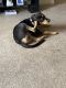 German Shepherd Puppies for sale in Copperas Cove, TX 76522, USA. price: $400