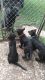 German Shepherd Puppies for sale in Sparta, MO 65753, USA. price: NA
