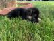 German Shepherd Puppies for sale in East Haven, CT, USA. price: NA