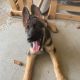 German Shepherd Puppies for sale in Jericho, NY, USA. price: NA