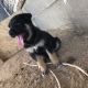 German Shepherd Puppies for sale in Lancaster, CA 93535, USA. price: $600