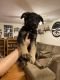 German Shepherd Puppies for sale in Canby, OR 97013, USA. price: NA