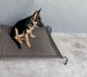 German Shepherd Puppies for sale in Lakeland, FL, USA. price: $1,200