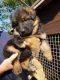 German Shepherd Puppies for sale in New York, NY 10012, USA. price: $450