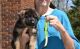 German Shepherd Puppies for sale in Texarkana, TX, USA. price: NA