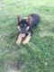 German Shepherd Puppies for sale in Monrovia, IN 46157, USA. price: $300