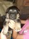 German Shepherd Puppies for sale in Sandy Ridge, NC 27046, USA. price: NA