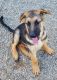 German Shepherd Puppies for sale in Gillette, WY, USA. price: $1,200